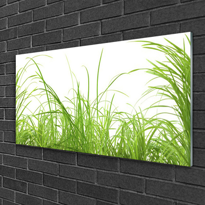 Image sur verre acrylique Herbe nature vert