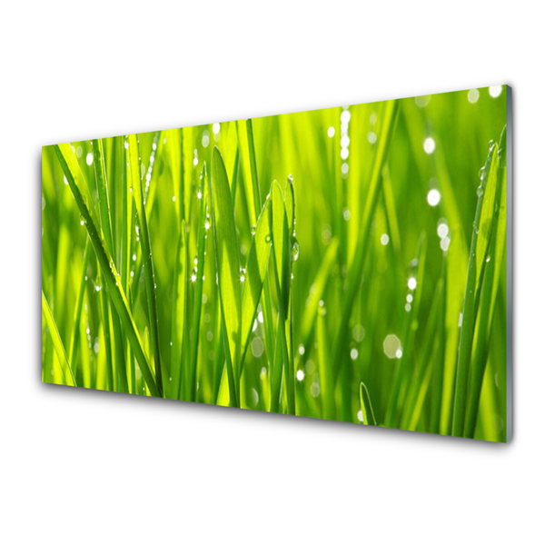 Image sur verre acrylique Herbe nature vert