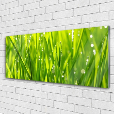 Image sur verre acrylique Herbe nature vert