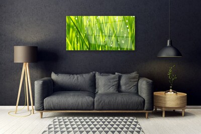 Image sur verre acrylique Herbe nature vert