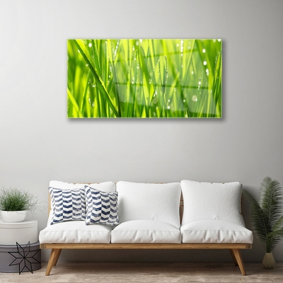 Image sur verre acrylique Herbe nature vert