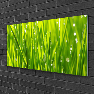 Image sur verre acrylique Herbe nature vert