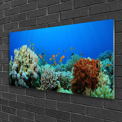 Image sur verre acrylique Récif de corail nature multicolore