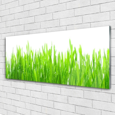 Image sur verre acrylique Herbe nature vert