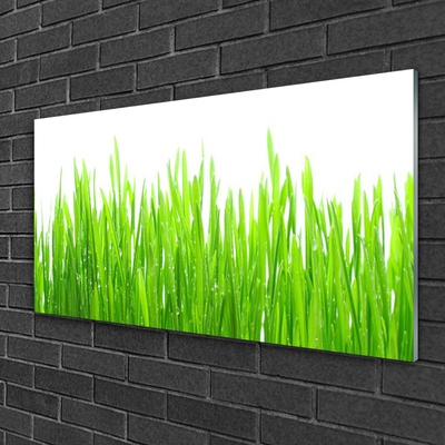 Image sur verre acrylique Herbe nature vert