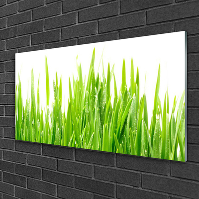 Image sur verre acrylique Herbe nature vert