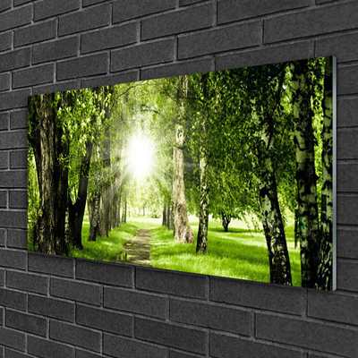 Image sur verre acrylique Forêt sentier soleil nature brun vert jaune