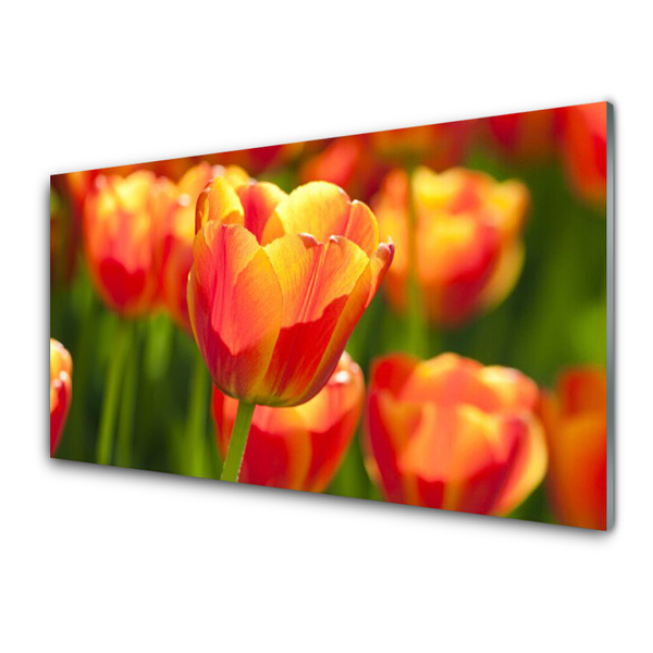 Image sur verre acrylique Tulipes floral jaune rouge