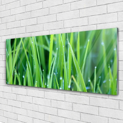 Image sur verre acrylique Herbe nature vert