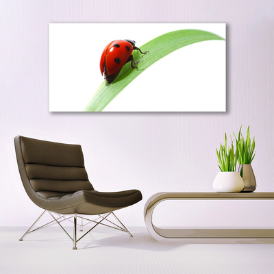 Image sur verre acrylique Coccinelle feuille nature vert rouge noir