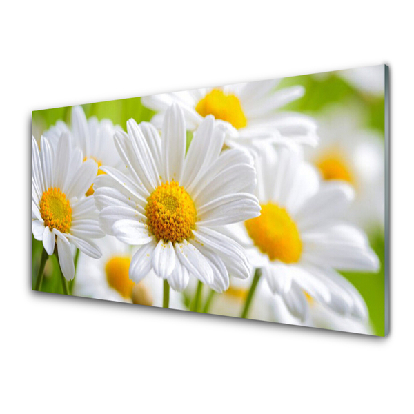 Image sur verre acrylique Marguerite floral jaune blanc