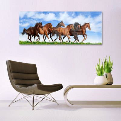 Image sur verre acrylique Chevaux animaux brun blanc