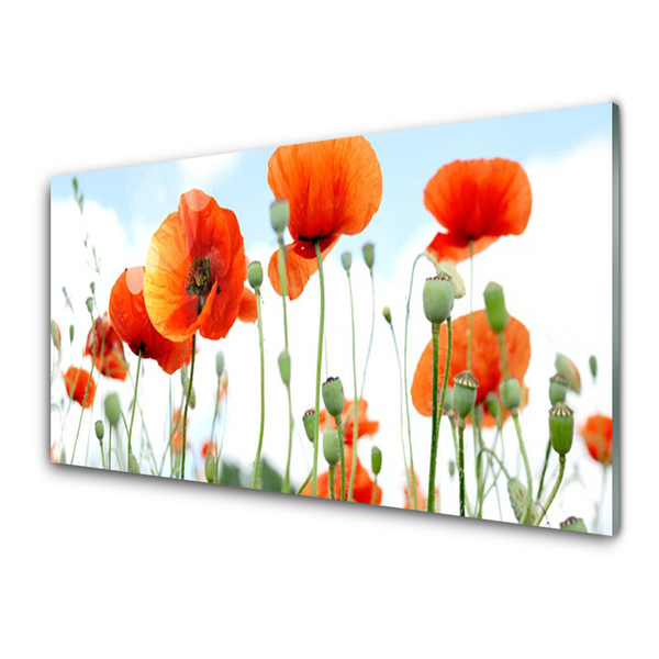 Image sur verre acrylique Coquelicots floral rouge