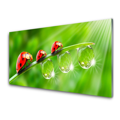 Image sur verre acrylique Herbe coccinelle rosée floral vert noir rouge