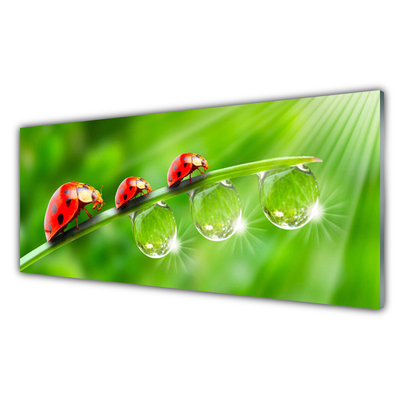 Image sur verre acrylique Herbe coccinelle rosée floral vert noir rouge