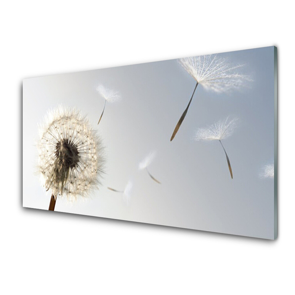 Image sur verre acrylique Pissenlit floral blanc gris
