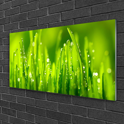 Image sur verre acrylique Herbe nature vert