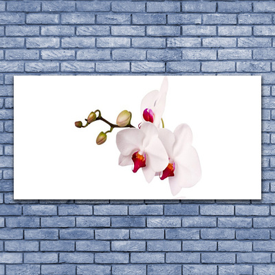 Image sur verre acrylique Fleurs floral rose blanc