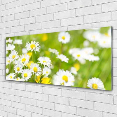 Image sur verre acrylique Marguerite floral jaune blanc