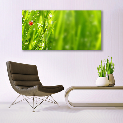 Image sur verre acrylique Herbe coccinelle nature gris rouge noir