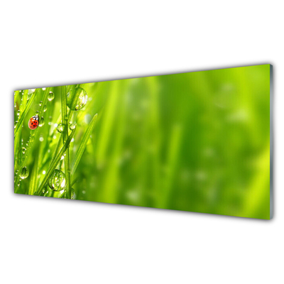 Image sur verre acrylique Herbe coccinelle nature gris rouge noir