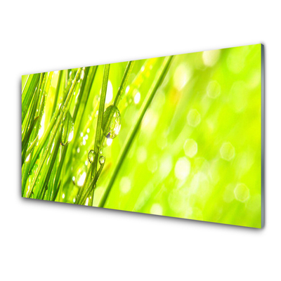 Image sur verre acrylique Herbe nature vert