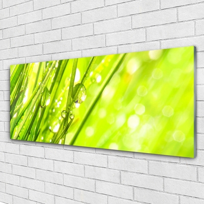 Image sur verre acrylique Herbe nature vert