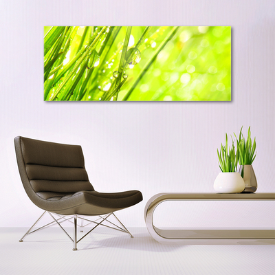 Image sur verre acrylique Herbe nature vert