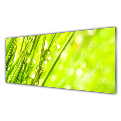 Image sur verre acrylique Herbe nature vert