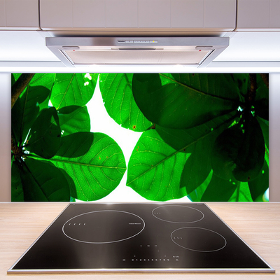 Crédence de cuisine en verre Feuilles floral vert