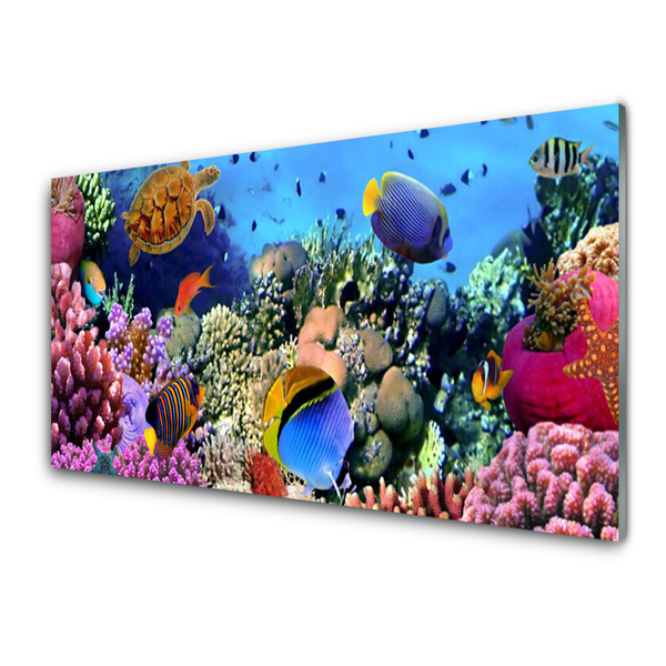 Crédence de cuisine en verre Récif de corail nature multicolore