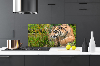Panneaux de cuisine en verre Tigre animaux brun noir
