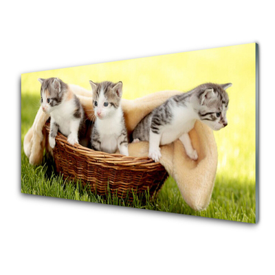Panneaux de cuisine en verre Chats animaux gris blanc brun