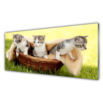 Panneaux de cuisine en verre Chats animaux gris blanc brun