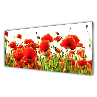 Panneaux de cuisine en verre Coquelicots nature rouge vert