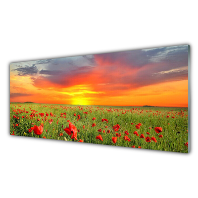 Panneaux de cuisine en verre Coquelicots soleil nature rouge vert jaune gris