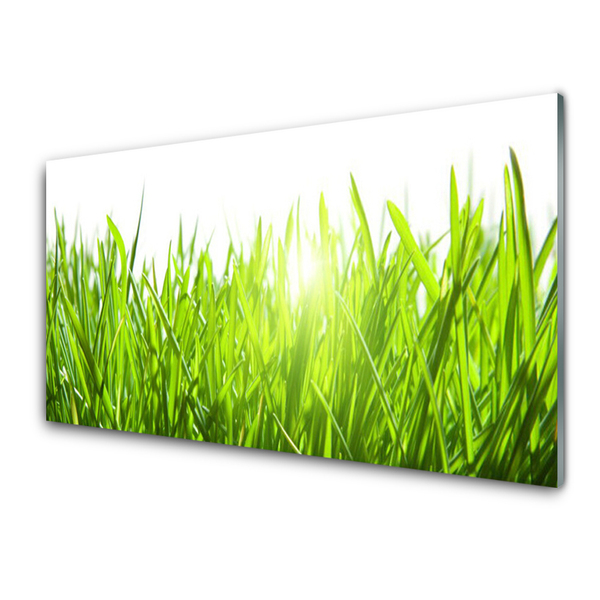 Panneaux de cuisine en verre Herbe nature vert