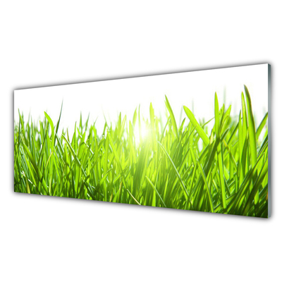 Panneaux de cuisine en verre Herbe nature vert