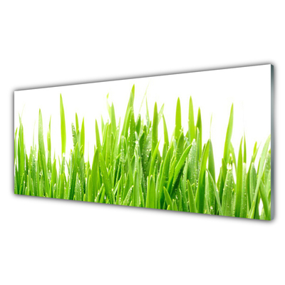 Panneaux de cuisine en verre Herbe nature vert