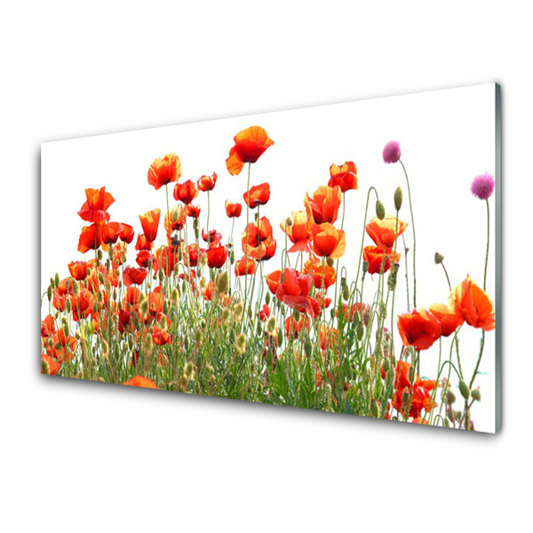 Panneaux de cuisine en verre Coquelicots nature rouge