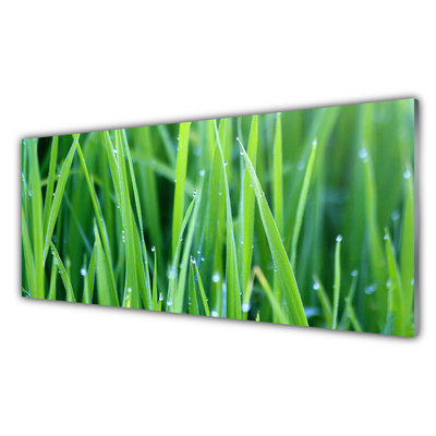 Panneaux de cuisine en verre Herbe nature vert