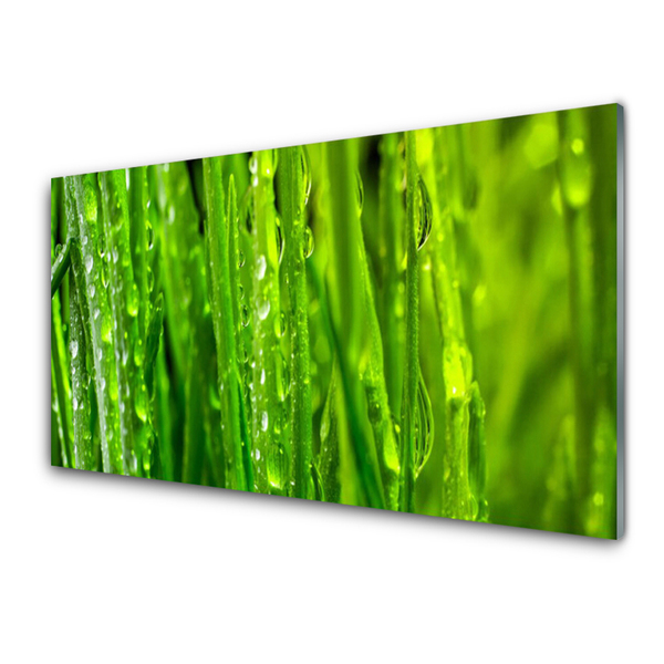 Panneaux de cuisine en verre Herbe nature vert