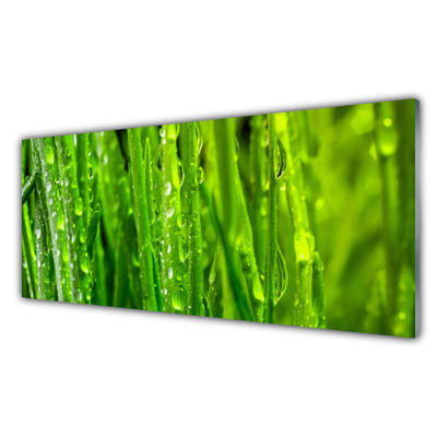 Panneaux de cuisine en verre Herbe nature vert