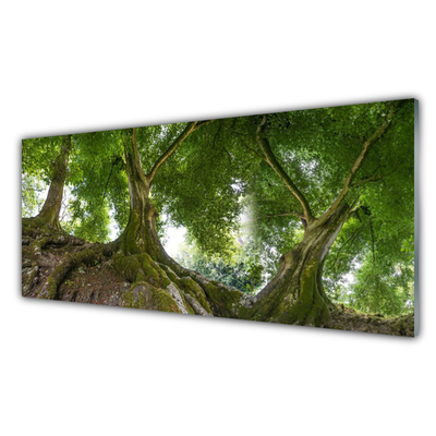 Panneaux de cuisine en verre Arbres nature brun vert