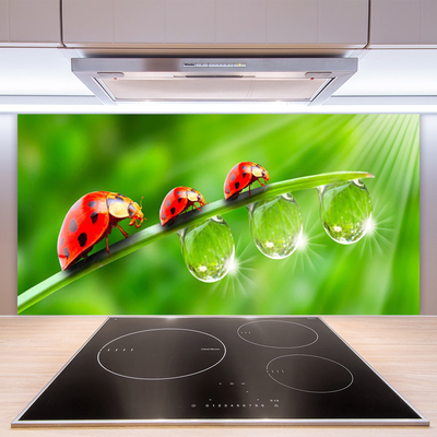 Panneaux de cuisine en verre Herbe coccinelle rosée floral vert noir rouge