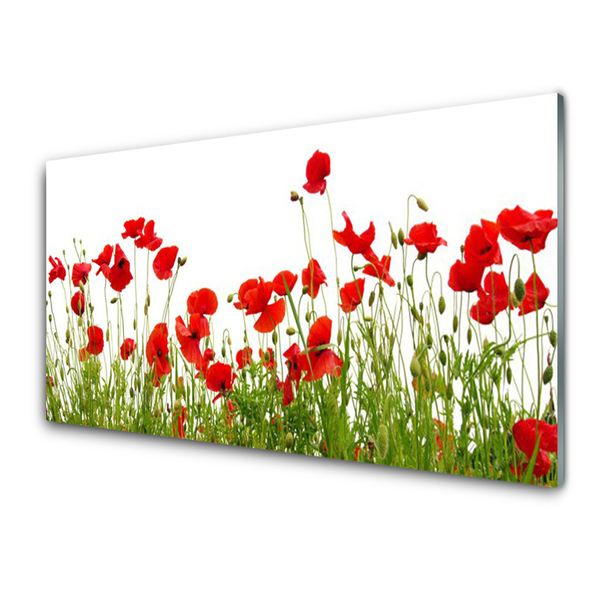 Panneaux de cuisine en verre Coquelicots prairie nature vert rouge