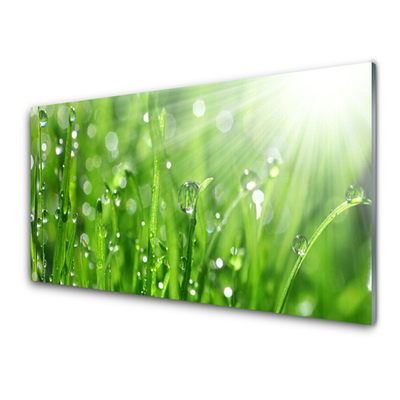 Panneaux de cuisine en verre Herbe nature vert