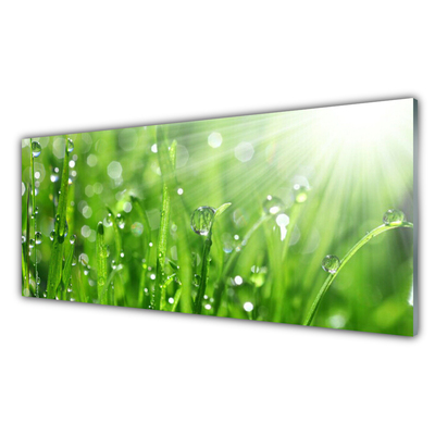 Panneaux de cuisine en verre Herbe nature vert