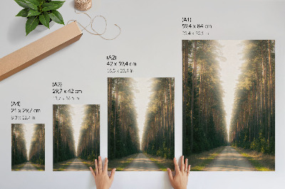 Affiche décorative Un magnifique sentier forestier bordé de grands arbres