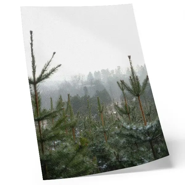 Affiche décorative pins verts dans la brume à la profondeur subtile pour une atmosphère relaxante